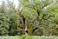 Mit ca. 600 Jahren &auml;ltester Baum im Reinhardswald: die Gerichtseiche auf dem Junkernkopf