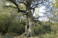 Die Kamineiche im Urwald Sababurg ist wohl einer der meistfotografierten B&auml;ume Deutschlands.