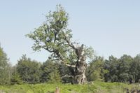 Die Gerichtseiche aus anderem Blickwinkel