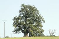 M&auml;chtige Huteeiche aus dem Beberbecker Ensemble, die schon als Spielfilm-Star zu Ehren kam