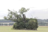 Die &quot;Dicke Margarete&quot; auf der Beberbecker Hute, hier leider hinter Buschwerk, ist Hessens st&auml;rkste Eiche.