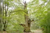 Eichen sterben aufrecht: die &quot;Zyklopeneiche&quot; im Urwald Sababurg