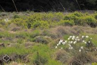 Moor und Heide >