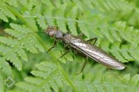 Steinfliegen (Plecoptera) >