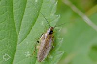 Schaben (Blattodea) >