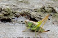 Geradflügler (Orthoptera) >