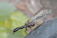 Kamelhalsfliegen (Raphidioptera) >