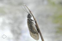 Großflügler (Megaloptera) >