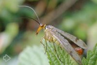 Schnabelfliegen (Mecoptera) >