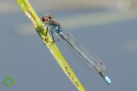 Kleinlibellen (Zygoptera) >