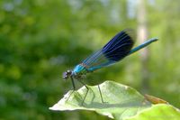 M&auml;nnchen der Geb&auml;nderten Prachtlibelle auf einer Sitzwarte am Waldweg