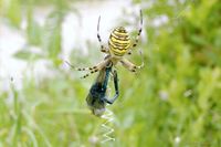 Geb&auml;nderte Prachtlibelle als Opfer einer Wespenspinne