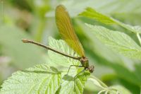 Weibchen der Blaufl&uuml;gel-Prachtlibelle an einem Bergbach