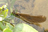 Blaufl&uuml;gel-Prachtlibelle beim Einstechen der Eier in die Bachbunge