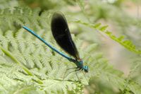 Junges M&auml;nnchender Blaufl&uuml;gel-Prachlibelle an einem Bergbach