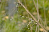 Eiablage der Kleinen Binsenjungfer in die Binsentriebe