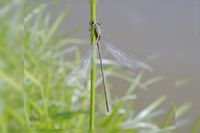 M&auml;nnchen der Weidenjungfer