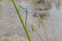 Rad der Speer-Azurjungfer; das Weibchen tr&auml;gt parasitische Milben mit sich.