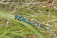 M&auml;nnchen der Speer-Azurjungfer in endg&uuml;ltiger Blauf&auml;rbung