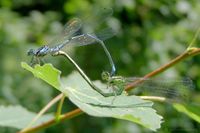 Rad der Hufeisen-Azurjungfer, das M&auml;nnchen besetzt mit parasitischen Milben