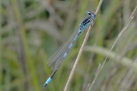 Gabel-Azurjungfer, M&auml;nnchen