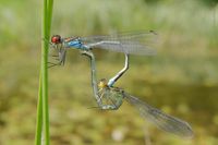 Beim Weibchen des Gro&szlig;en Granatauges sind die Augen nicht granatrot, sondern gelb.