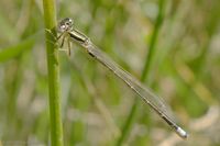 Junges, noch blasses M&auml;nnchen der Kleinen Pechlibelle