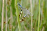 Kleine Pechlibelle in der Radformation