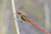 M&auml;nnchen mit parasitischen Milben