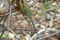 Blaugrüne Mosaikjungfer (Aeshna cyanea) >