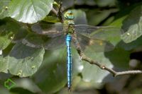 Große Königslibelle (Anax imperator) >