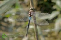 Kleine Königslibelle (Anax parthenope) >