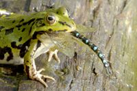 Eine andere Form zu sterben. Mit der aus der Luft gefangenen Libelle tauchte der Frosch zun&auml;chst kurz unter, daher die algenverklebten Fl&uuml;gel.