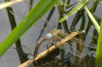 Weibchen der Kleinen K&ouml;nigslibelle bei der Eiablage in flutende Pflanzenreste