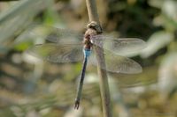 M&auml;nnchen der Kleinen K&ouml;nigslibelle