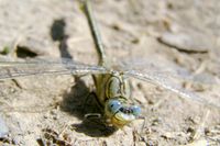 Gesicht der Westlichen Keiljungfer