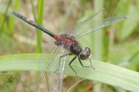 Kleine Moosjungfer (Leucorrhinia dubia) >