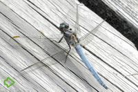 Kleiner Blaupfeil (Orthetrum coerulescens) >