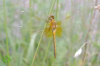 Gefleckte Heidelibelle (Sympetrum flaveolum) >