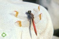 Gebänderte Heidelibelle (Sympetrum pedemontanum) >