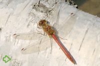 Gemeine Heidelibelle (Sympetrum vulgatum) >