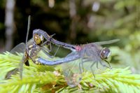 M&auml;nnchen und Weibchen der Kleinen Moosjungfer im Radschluss