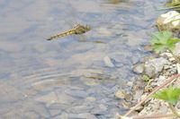 Eiablage des Gro&szlig;en Blaupfeils &uuml;ber einem kalkgeschotterten Fischteich-Ufer