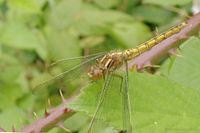 Junges Weibchen des Kleinen Blaupfeils