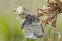 Ein M&auml;nnchen der Schwarzen Heidelibelle wurde im Netz gefangen und dann von der Spinne verschn&uuml;rt.