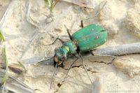 Es sind die Larven des Feld-Sandlaufk&auml;fers, die aus den L&ouml;chern zupacken, sobald etwas in Reichweite kommt.ern.