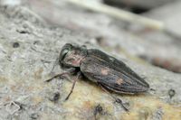 Prachtkäfer (Buprestidae) >