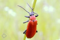 Feuerkäfer (Pyrochroidae) >