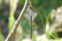 Gestreifte Quelljungfer im Schatten