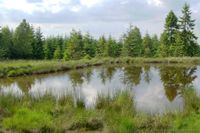 Der zweite Plateau-Teich (Faule Brache I), 2005 im Alter von 22 Jahren